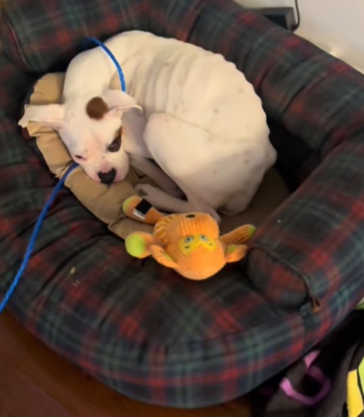 dog and toy laying together