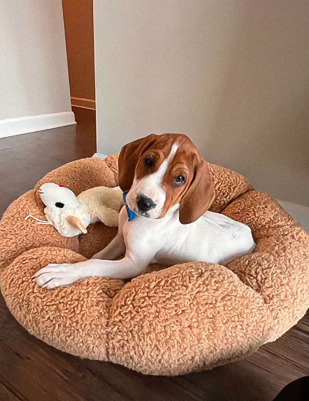 dog and toy