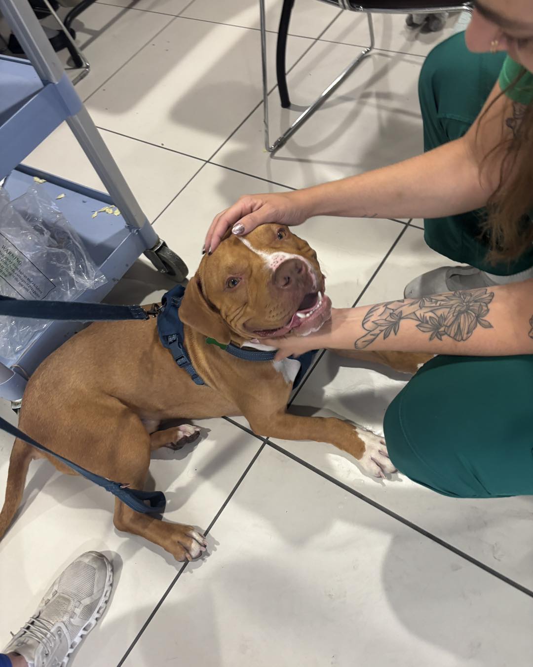 dog and vet