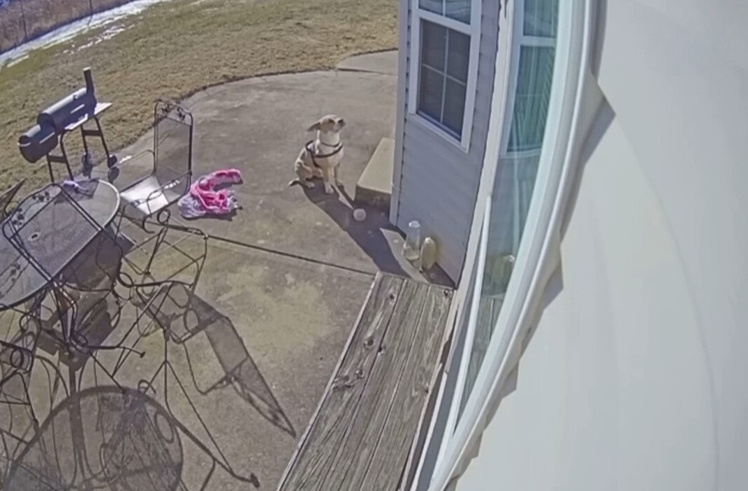 dog at random porch