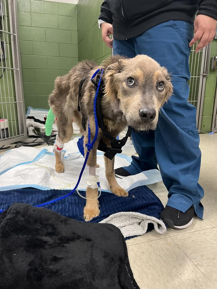 dog at vets station