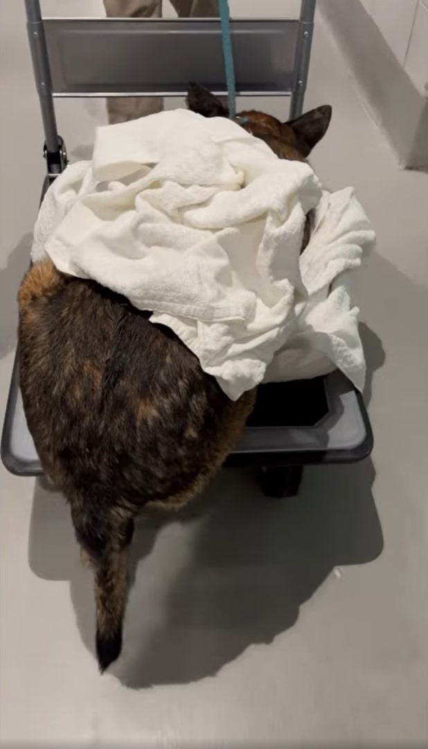 dog at vets