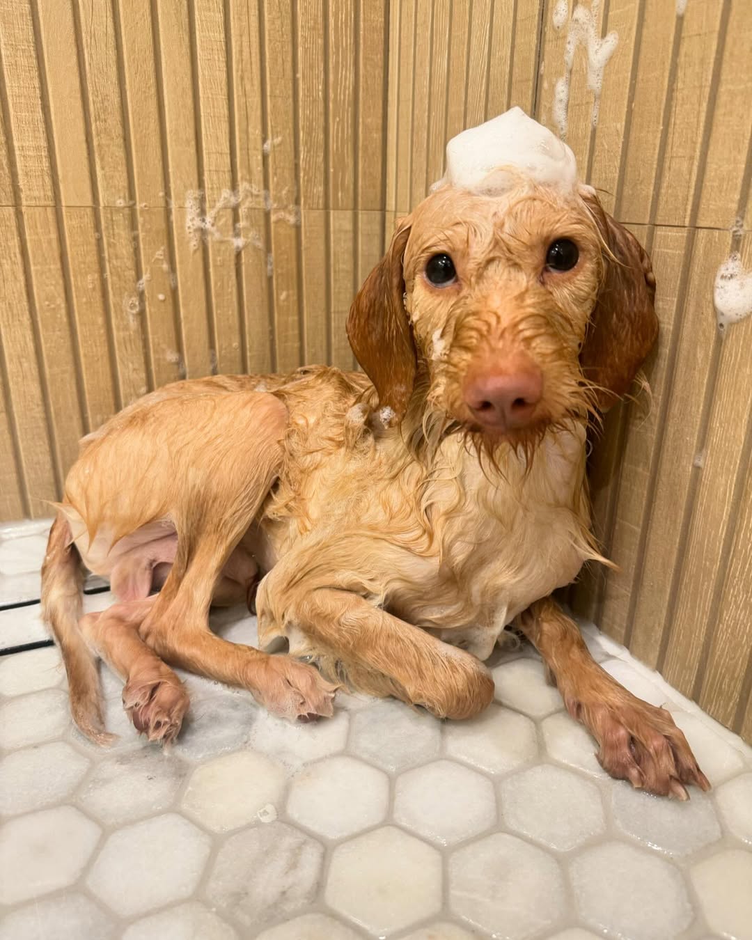 dog bathing
