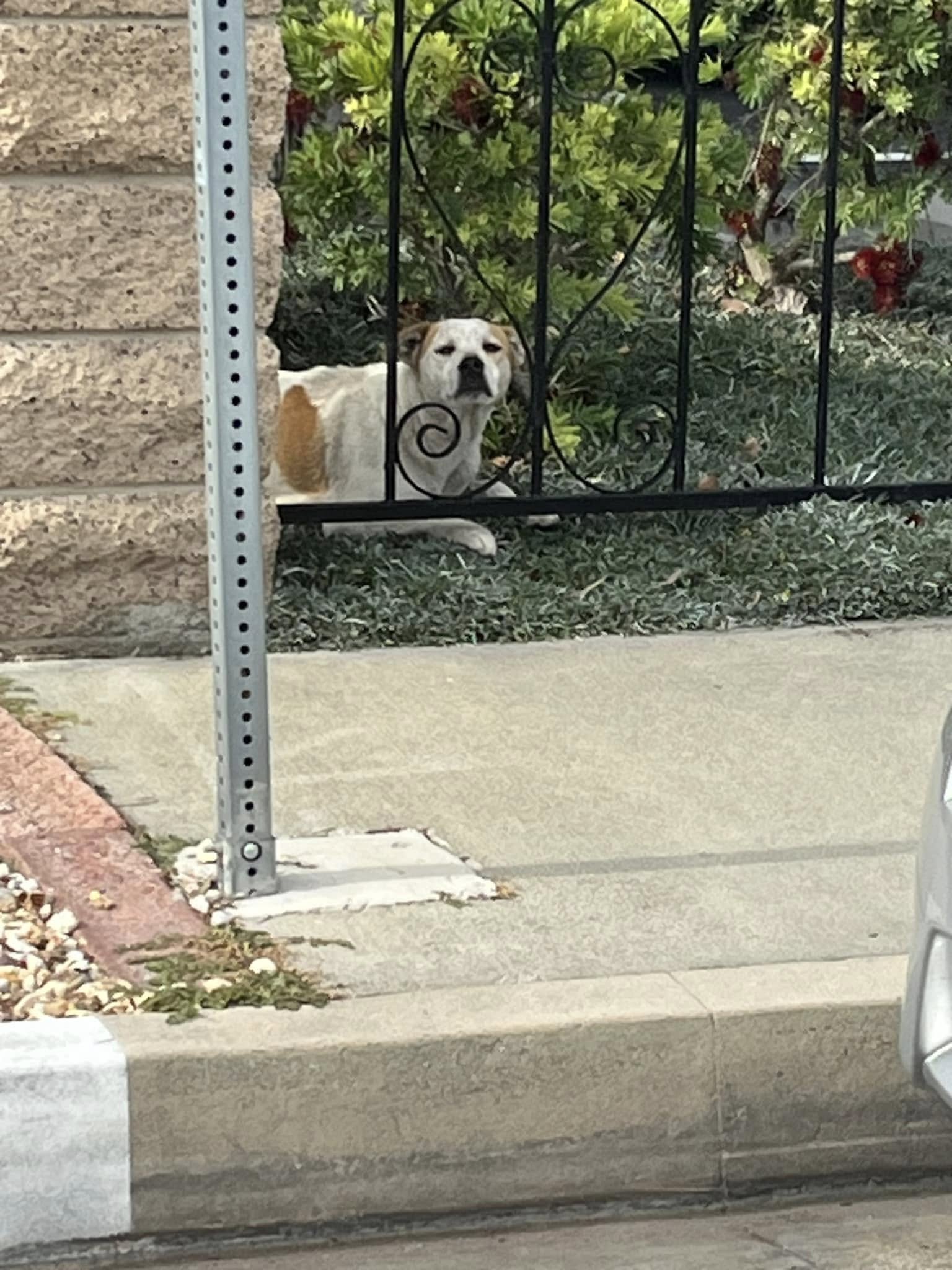 dog behind fence