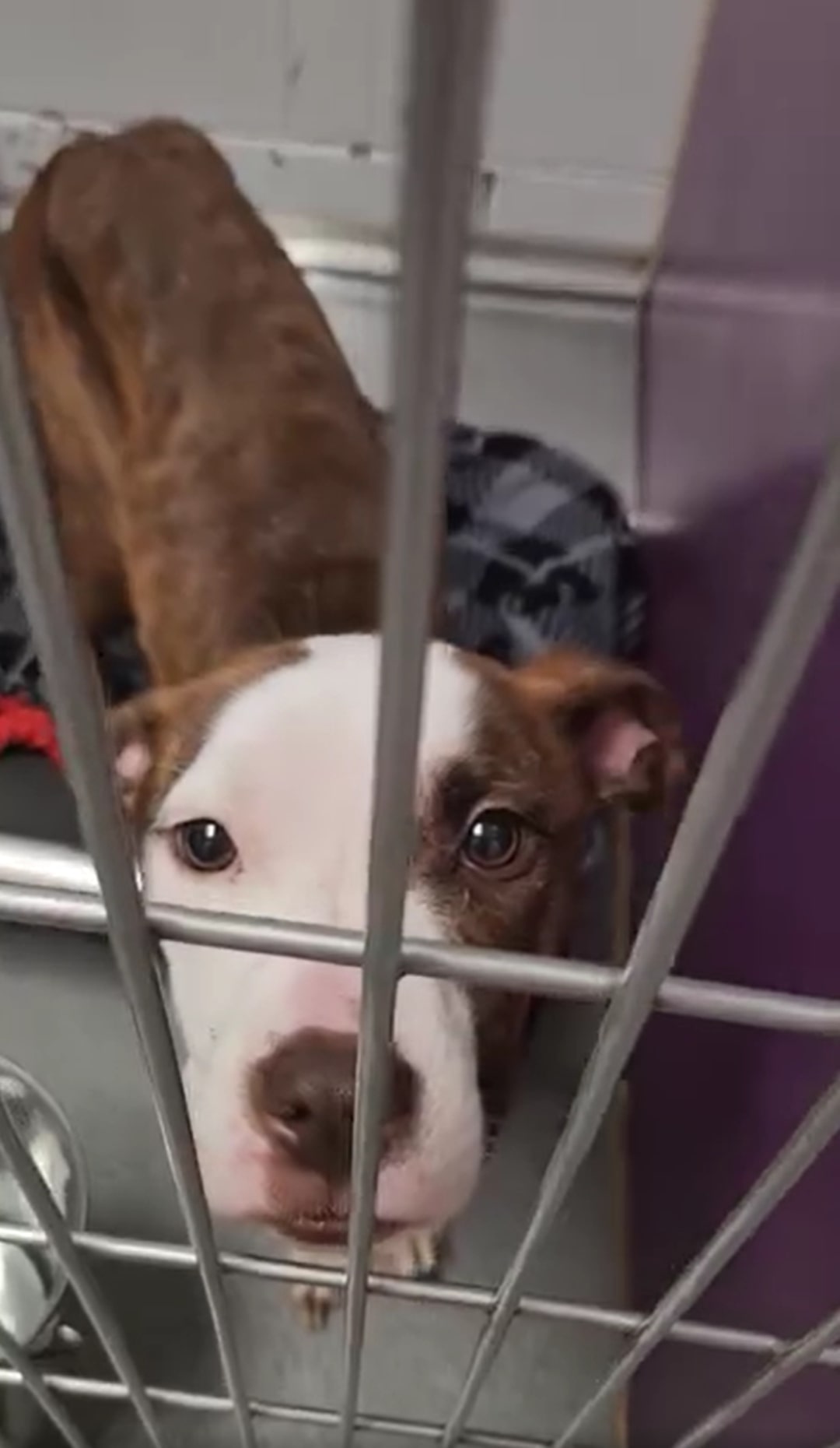dog behind kennel bars