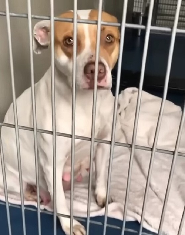 dog behind shelter bar