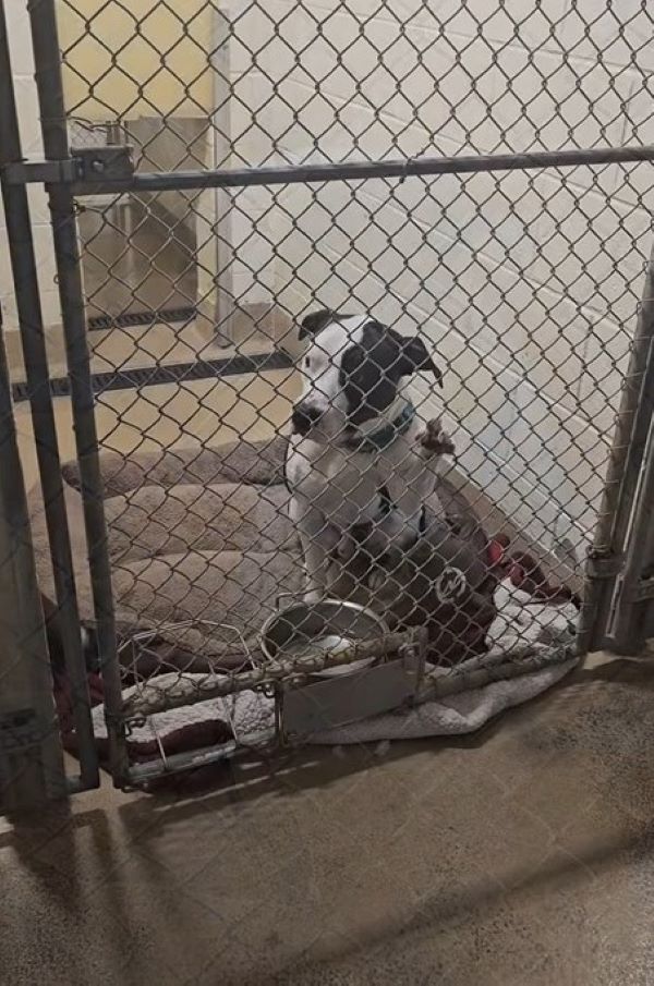 dog behind the bars