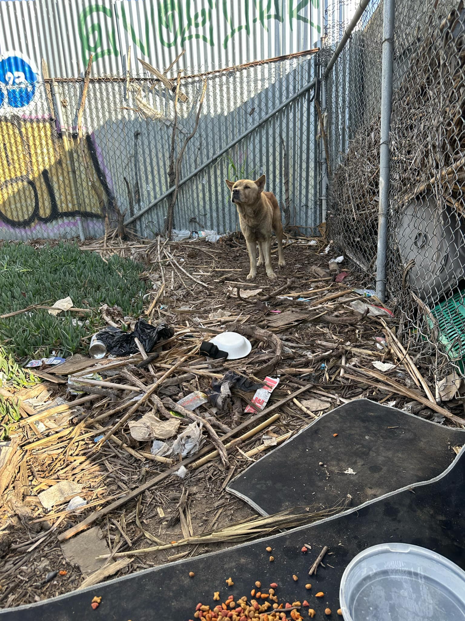 dog beside ramp