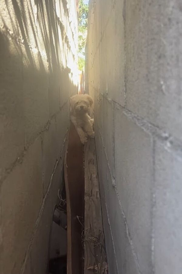dog between garage walls