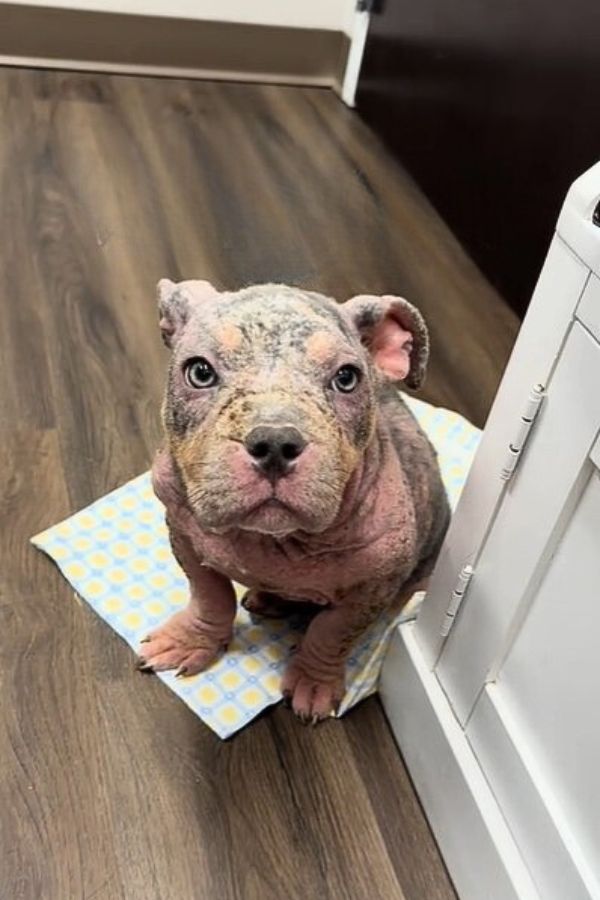dog covered in mange