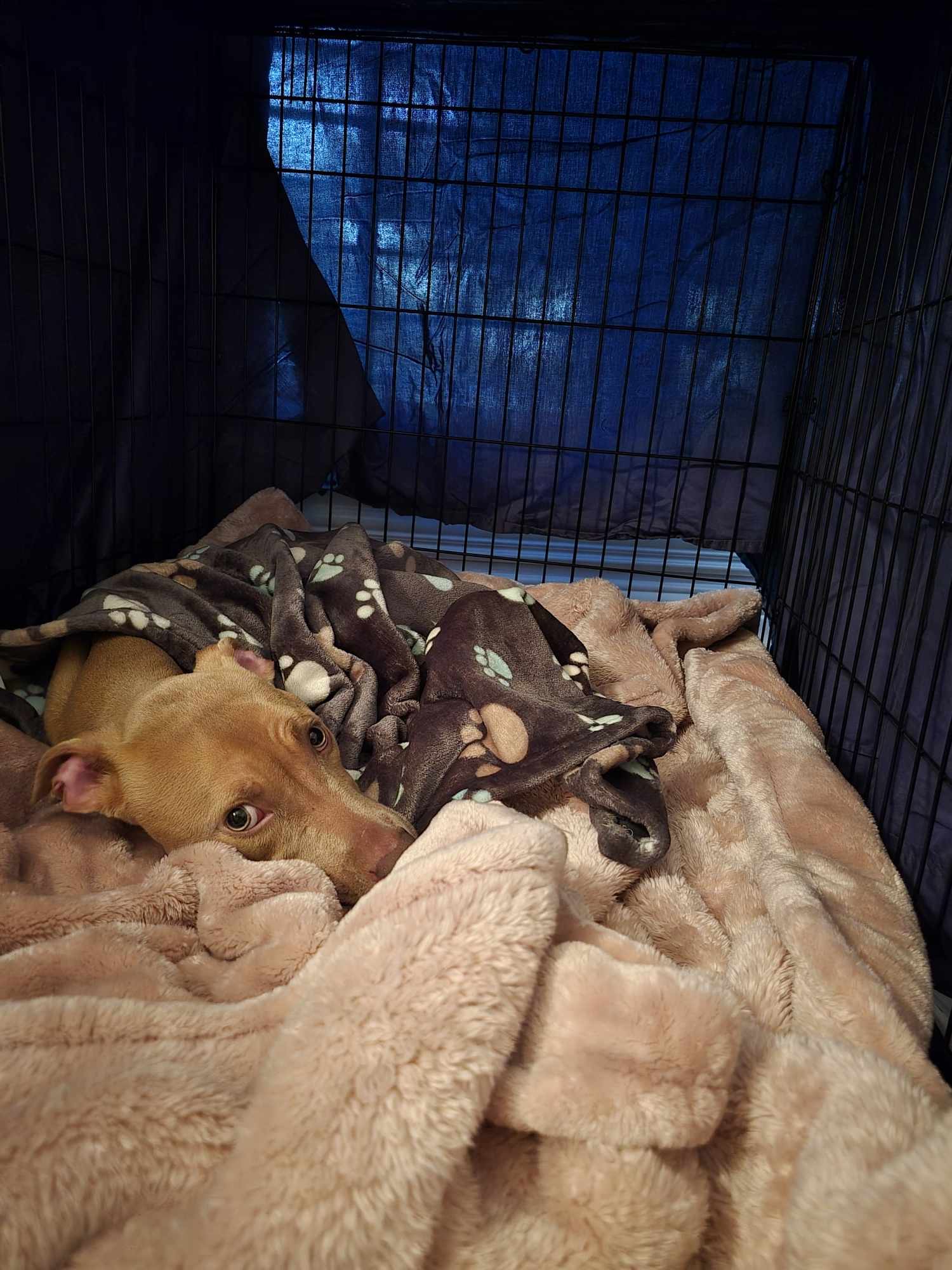 dog covered with blankets