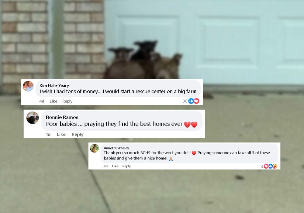 dogs curled up comments