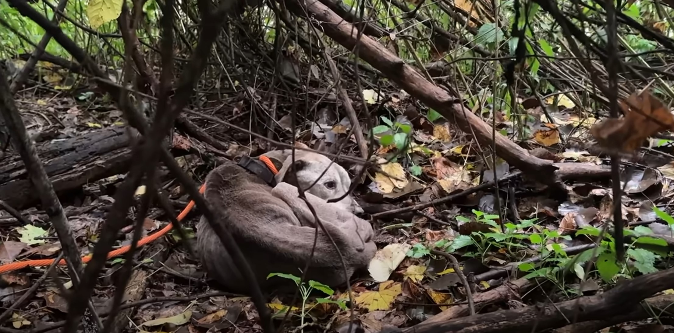 dog curled up in the woods