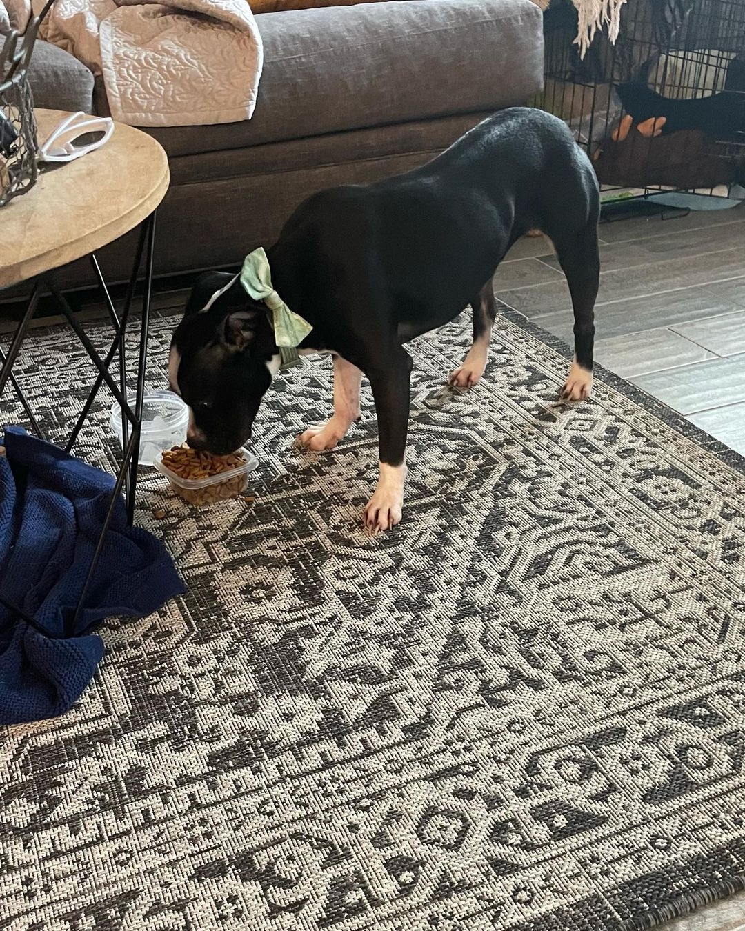dog eating on rug