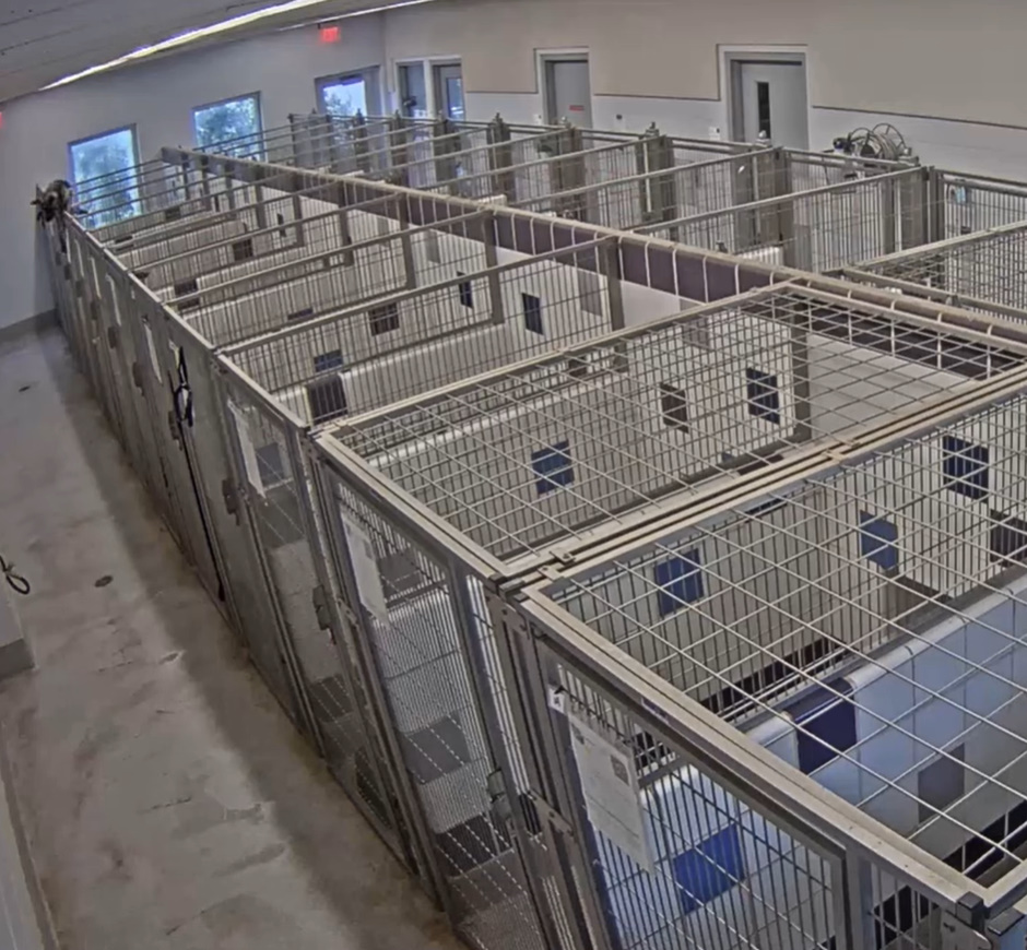 dog escaping a shelter