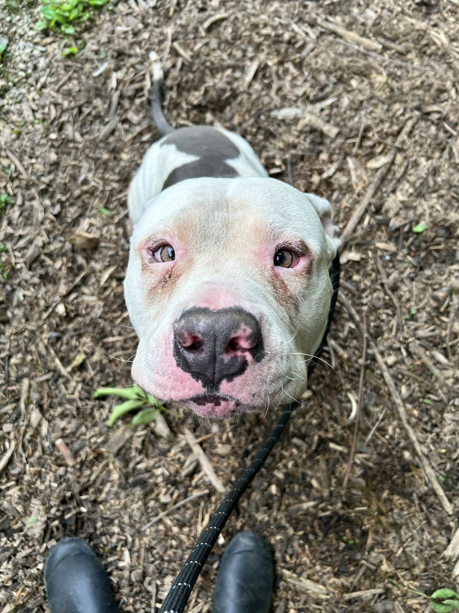 dog found in the woods