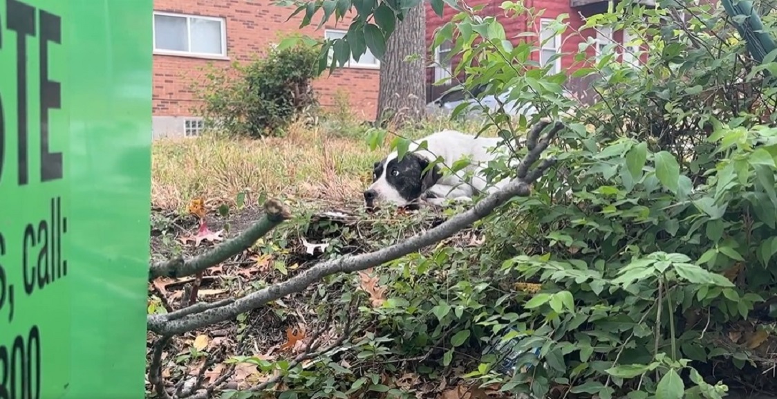dog hiding behind dumpster