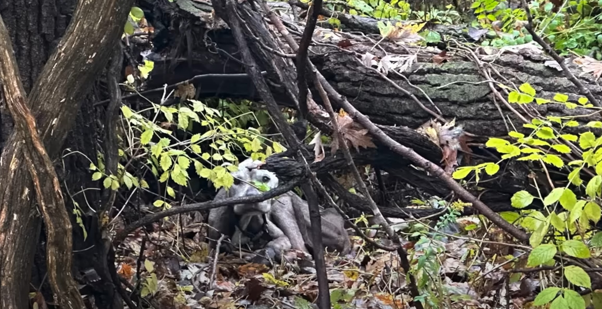 dog hiding in the woods
