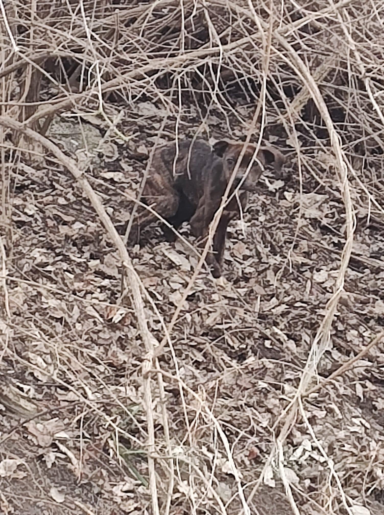 dog hiding in the woods