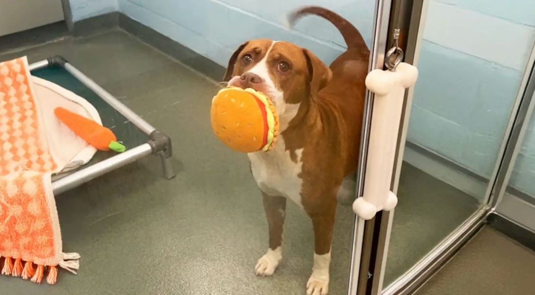 dog holding a toy in mouth