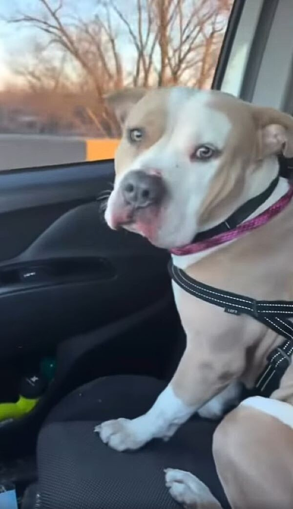 dog in a car