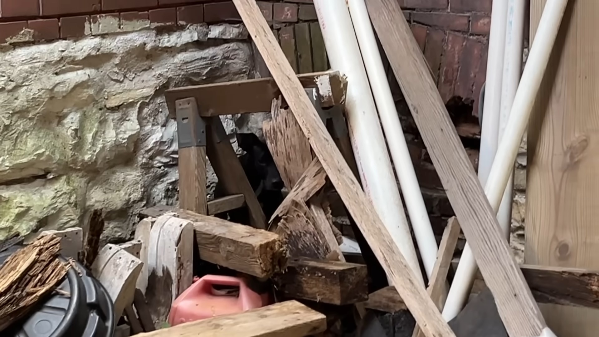 dog in a pile of trash