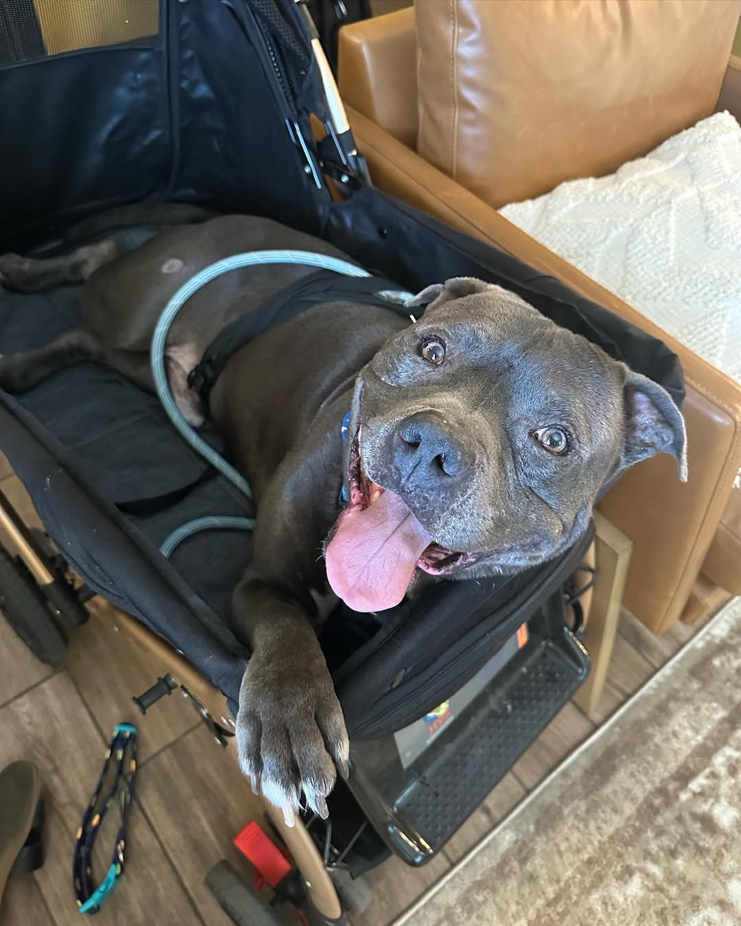 dog in a stroller