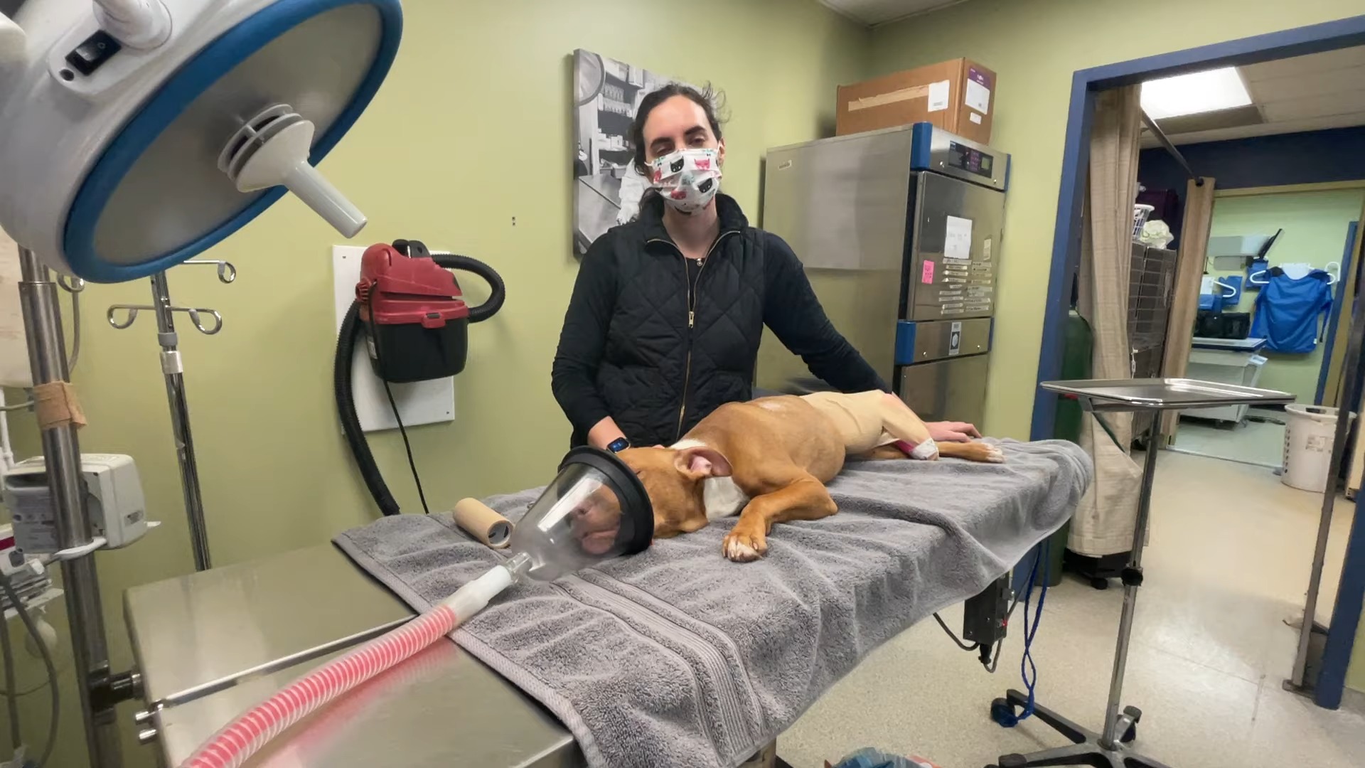 dog in a veterinary clinic