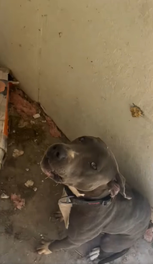 dog in abandoned house