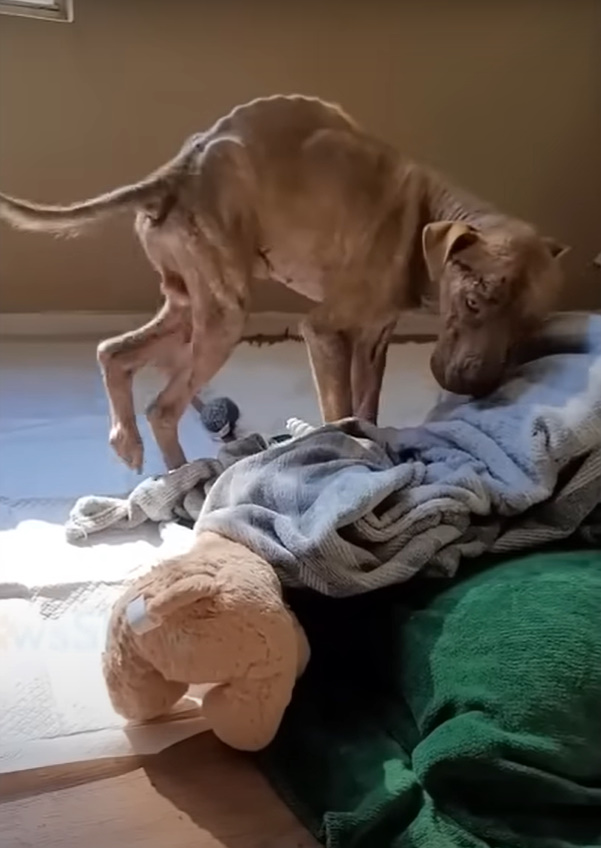 dog in bad condition