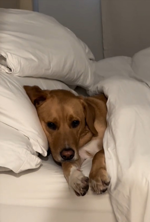 dog in bed