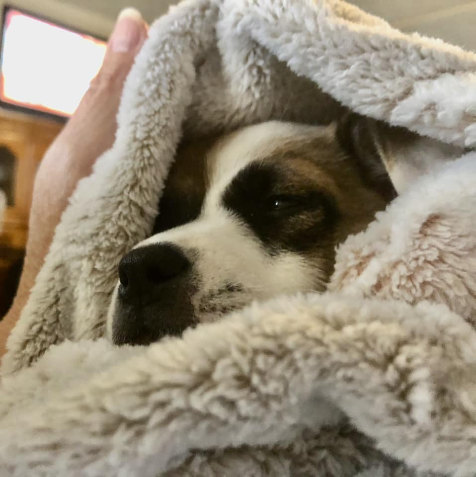 dog in blanket