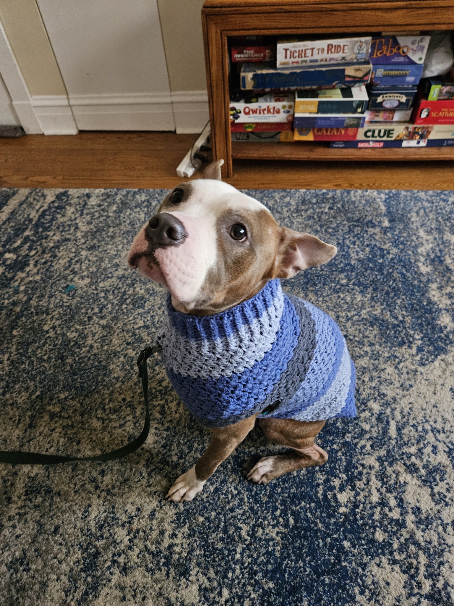 dog in blue sweater