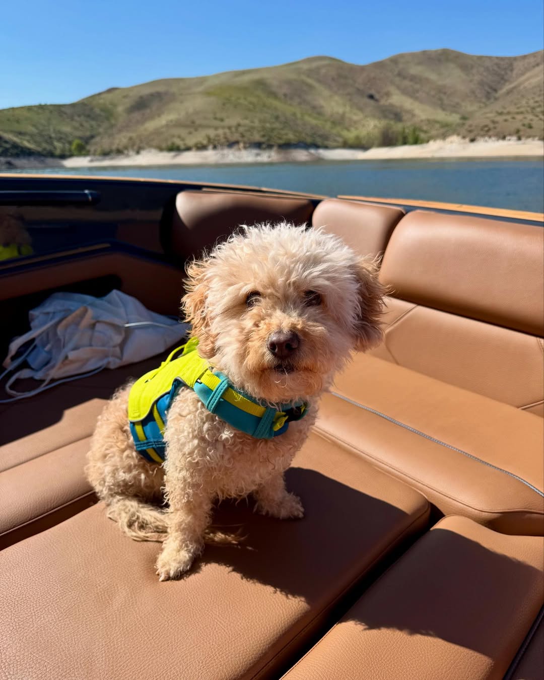 dog in boat