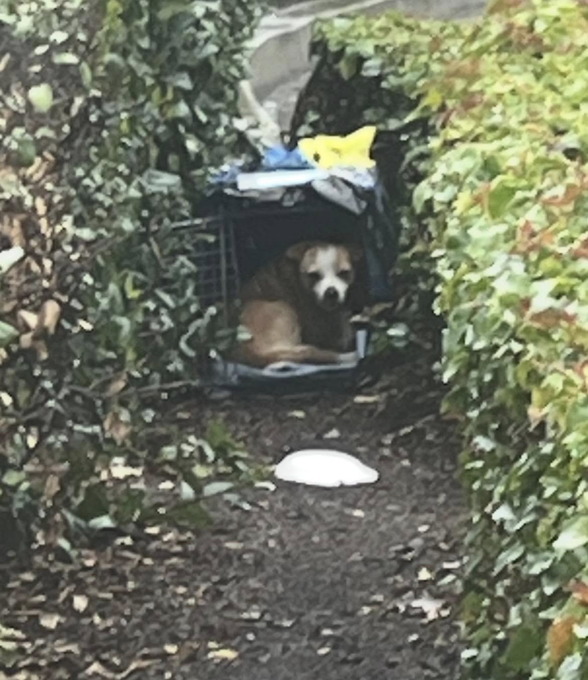dog in bushes