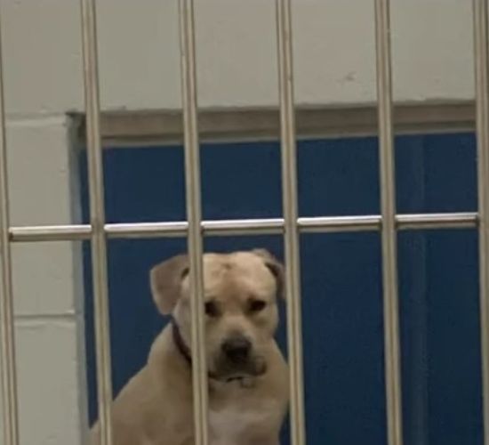 dog in cage