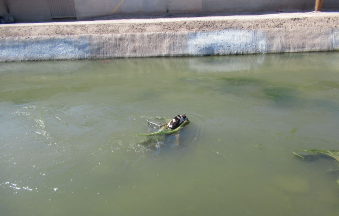 dog in canal