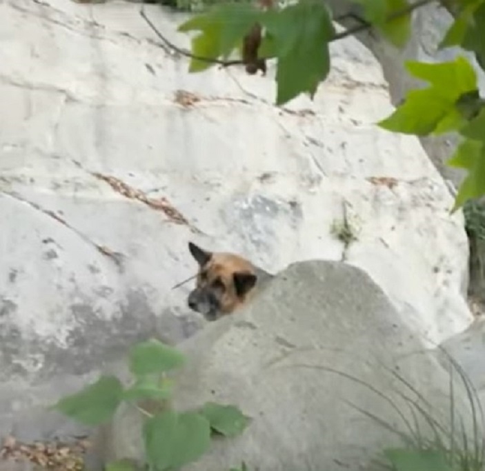 dog in canyon