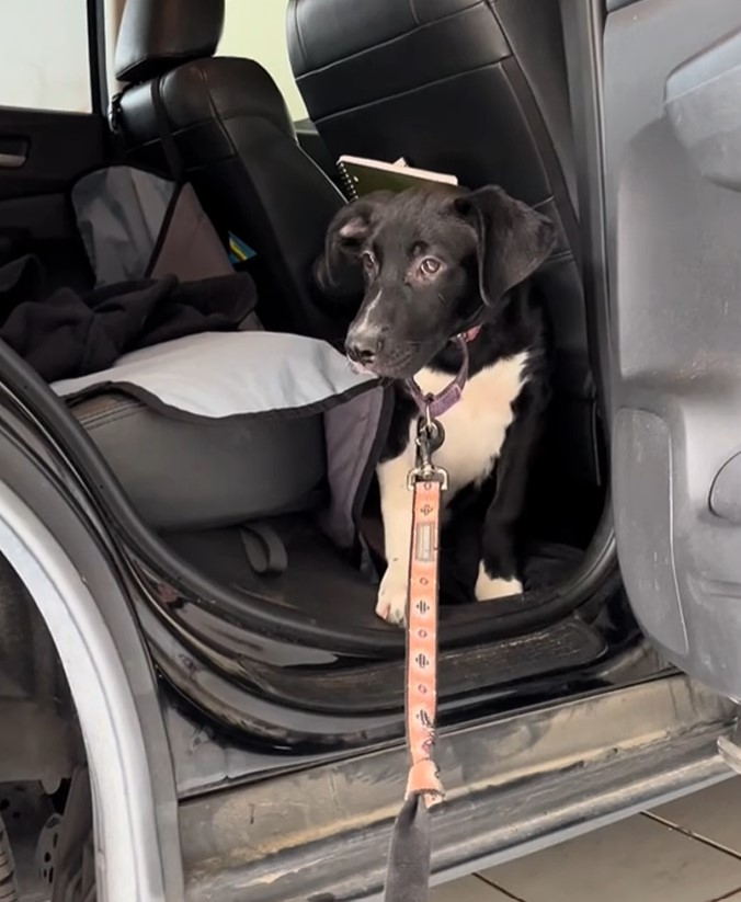 dog in car