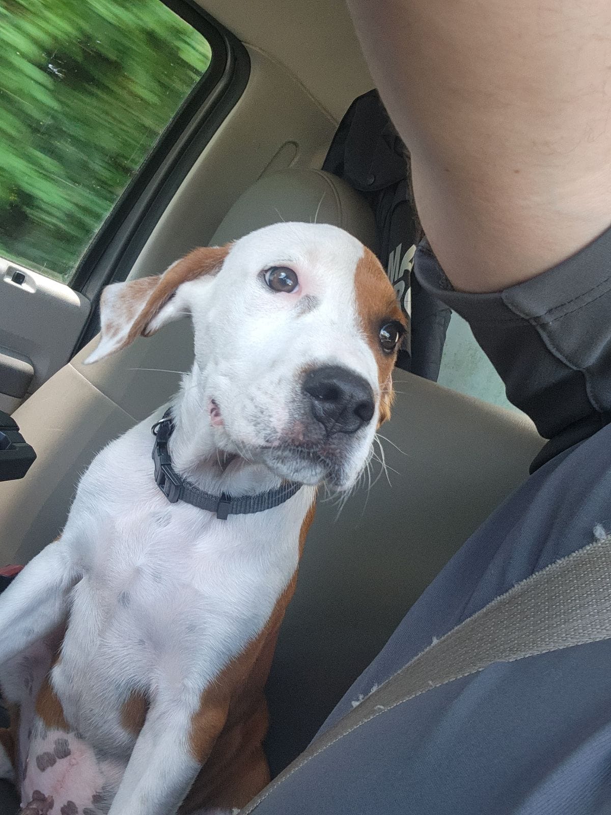 dog in car