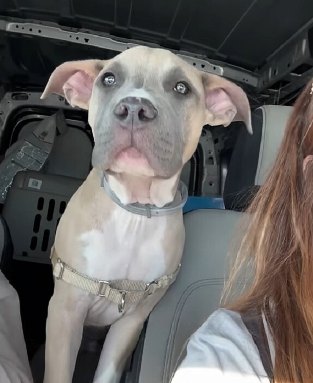 dog in car