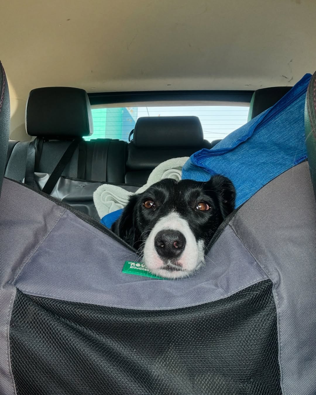 dog in car