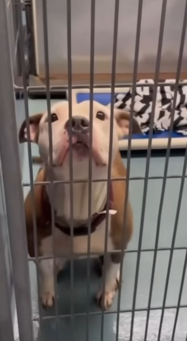 dog in cell
