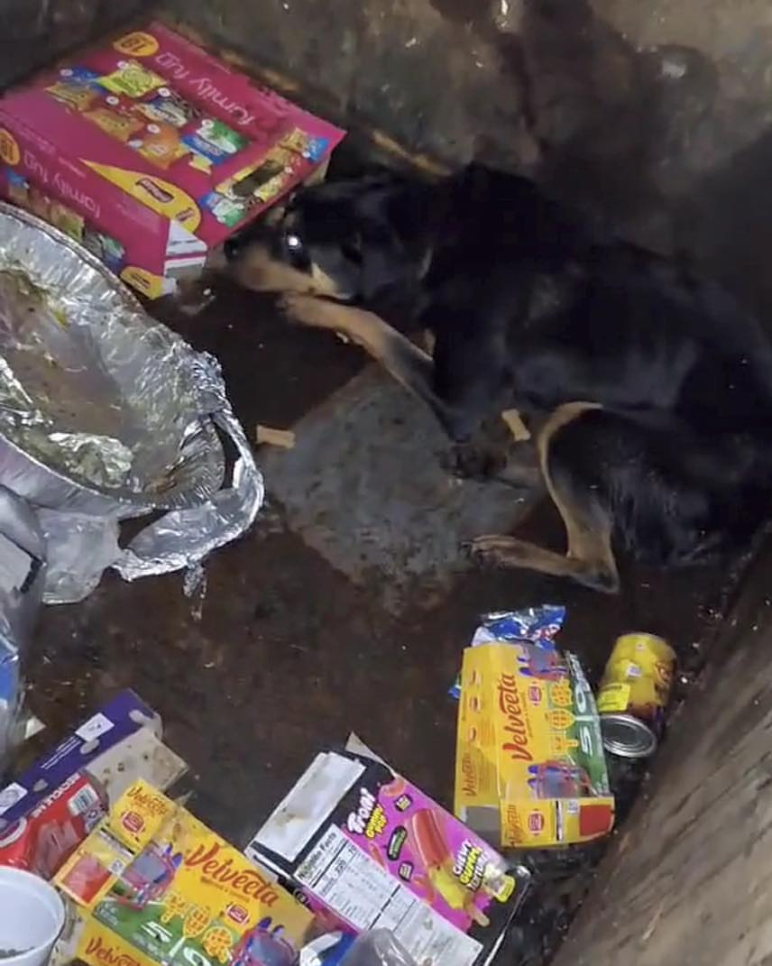 dog in container