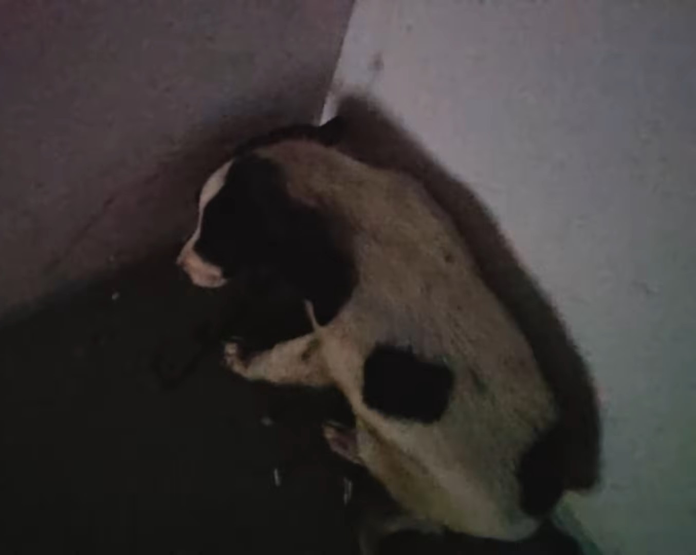 dog in corner