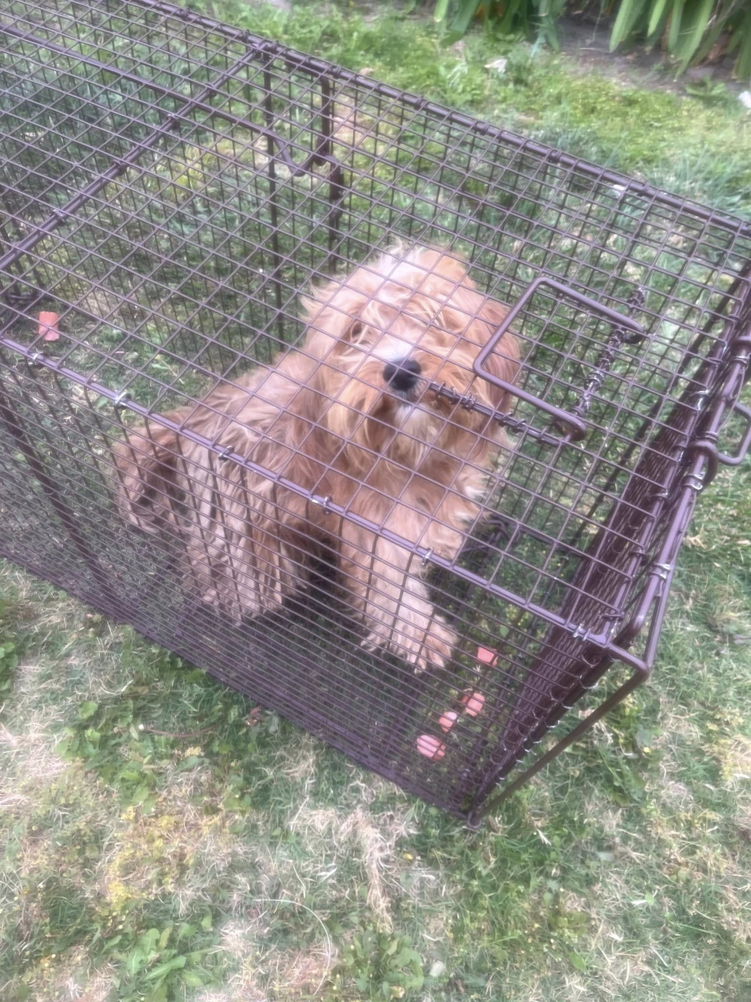 dog in crate