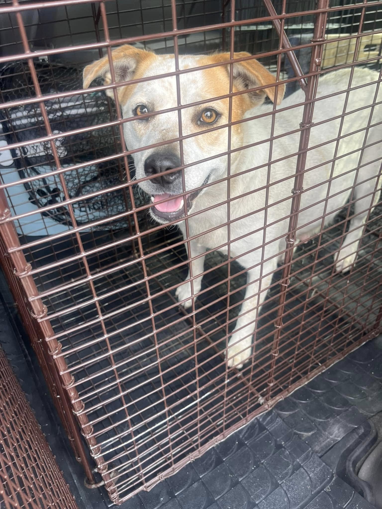 dog in crate