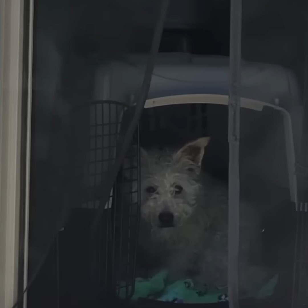 dog in crate