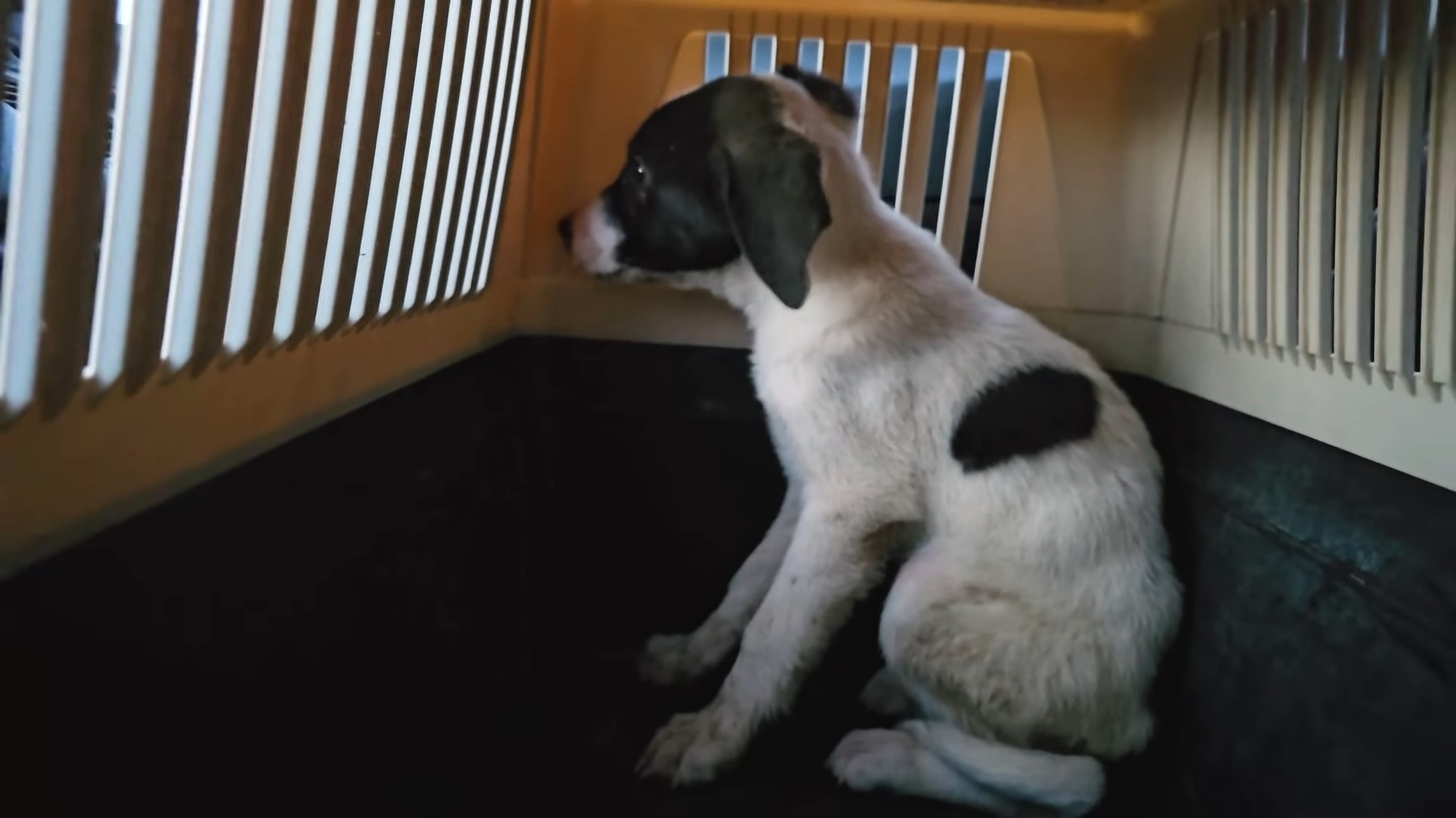 dog in crate