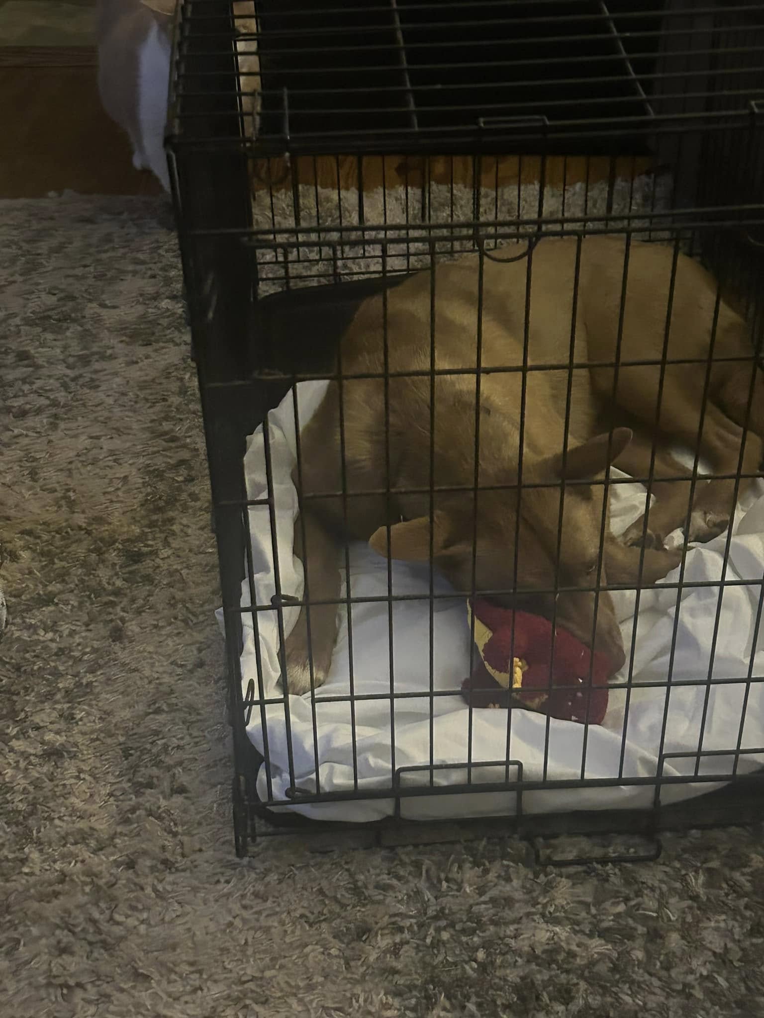 dog in crate